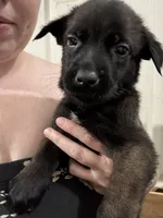 Grey, a female Belgian Malinois and German Shepherd Dog for sale in Blue Springs, MO – 2 of 3