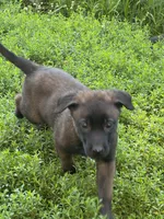 Grey, a female Belgian Malinois and German Shepherd Dog for sale in Blue Springs, MO – 4 of 9