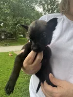 Orange , a female Belgian Malinois and German Shepherd Dog for sale in Blue Springs, MO – 1 of 3