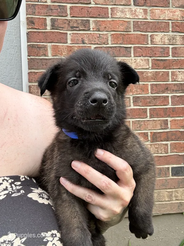 Dark Blue – Belgian Malinois, German Shepherd Dog puppy for sale in Blue Springs, MO