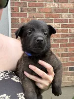 Dark Blue, a male Belgian Malinois and German Shepherd Dog for sale in Blue Springs, MO – 1 of 2