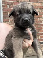 Tan, a female Belgian Malinois and German Shepherd Dog for sale in Blue Springs, MO – 2 of 3