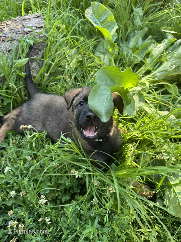 Light Blue – Belgian Malinois, German Shepherd Dog puppy for sale in Blue Springs, MO