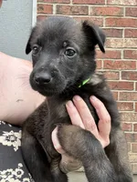 Green, a female Belgian Malinois and German Shepherd Dog for sale in Blue Springs, MO – 2 of 3