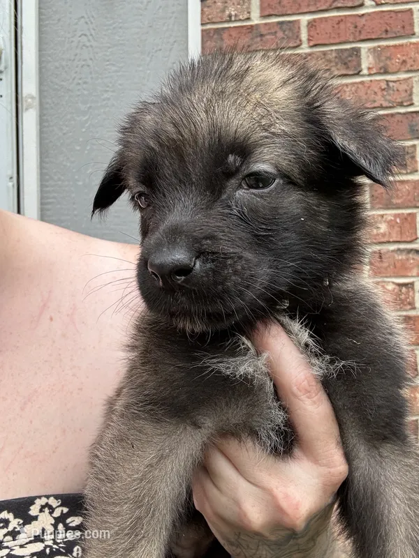 Tan – Belgian Malinois, German Shepherd Dog puppy for sale in Blue Springs, MO