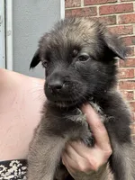 Tan, a female Belgian Malinois and German Shepherd Dog for sale in Blue Springs, MO – 1 of 3