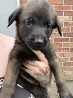 Purple, a female Belgian Malinois and German Shepherd Dog for sale in Blue Springs, MO – 2 of 3