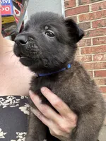 Dark Blue, a male Belgian Malinois and German Shepherd Dog for sale in Blue Springs, MO – 2 of 2