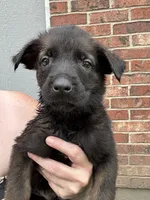 Yellow, a female Belgian Malinois and German Shepherd Dog for sale in Blue Springs, MO – 2 of 2