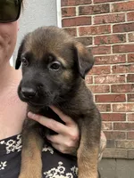 Light Blue, a male Belgian Malinois and German Shepherd Dog for sale in Blue Springs, MO – 3 of 3