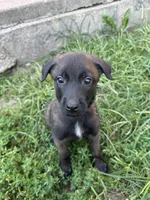 Grey, a female Belgian Malinois and German Shepherd Dog for sale in Blue Springs, MO – 2 of 9