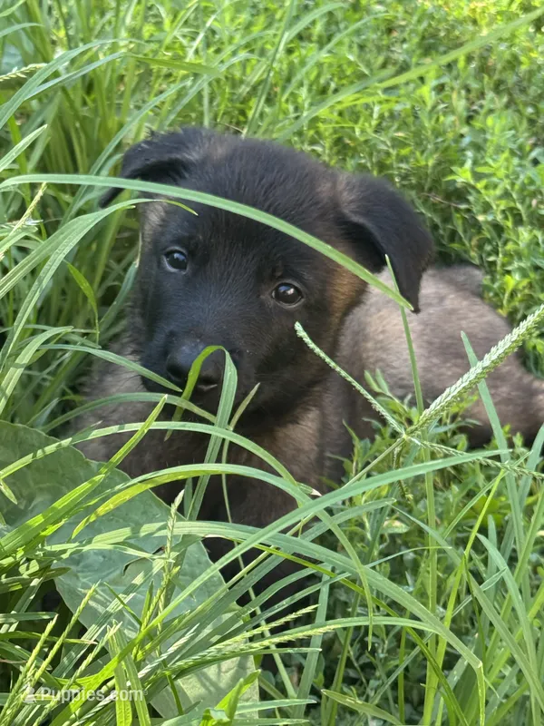 Dark Blue – Belgian Malinois, German Shepherd Dog puppy for sale in Blue Springs, MO