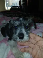 Orange Girl, a female Miniature Schnauzer for sale in Gainesville, TX – Photo 2 of 6