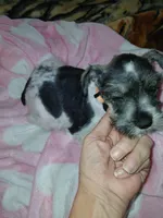 Orange Girl, a female Miniature Schnauzer for sale in Gainesville, TX – Photo 4 of 6