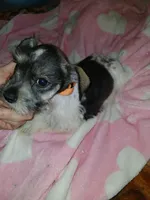 Orange Girl, a female Miniature Schnauzer for sale in Gainesville, TX – Photo 5 of 6