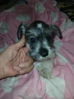 Orange Girl, a female Miniature Schnauzer for sale in Gainesville, TX – Photo 6 of 6