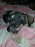 Orange Girl, a female Miniature Schnauzer for sale in Gainesville, TX – Photo 1 of 6