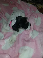 Pinky, a female Miniature Schnauzer for sale in Gainesville, TX – Photo 3 of 6