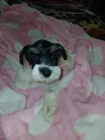 Pinky, a female Miniature Schnauzer for sale in Gainesville, TX – Photo 2 of 6