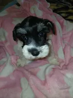 Pinky, a female Miniature Schnauzer for sale in Gainesville, TX – Photo 5 of 6