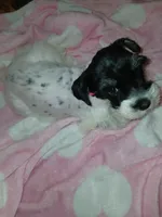 Pinky, a female Miniature Schnauzer for sale in Gainesville, TX – Photo 1 of 6