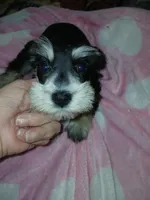 Bear, a female Miniature Schnauzer for sale in Gainesville, TX – Photo 6 of 8