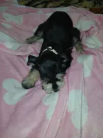 Bear, a female Miniature Schnauzer for sale in Gainesville, TX – Photo 4 of 8