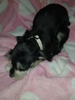 Bear, a female Miniature Schnauzer for sale in Gainesville, TX – Photo 5 of 8