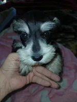 Bear, a female Miniature Schnauzer for sale in Gainesville, TX – Photo 1 of 8