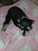 Bear, a female Miniature Schnauzer for sale in Gainesville, TX – Photo 7 of 8