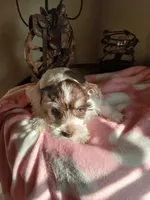 Hershey , a female Miniature Schnauzer for sale in Gainesville, TX – Photo 5 of 9