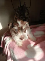 Hershey , a female Miniature Schnauzer for sale in Gainesville, TX – Photo 6 of 9