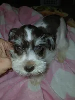 Hershey , a female Miniature Schnauzer for sale in Gainesville, TX – Photo 1 of 9