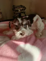 Hershey , a female Miniature Schnauzer for sale in Gainesville, TX – Photo 4 of 9