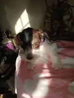 Hershey , a female Miniature Schnauzer for sale in Gainesville, TX – Photo 7 of 9