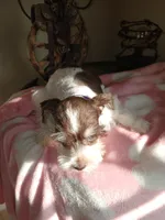 Hershey , a female Miniature Schnauzer for sale in Gainesville, TX – Photo 8 of 9