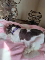 Hershey , a female Miniature Schnauzer for sale in Gainesville, TX – Photo 2 of 9