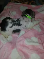 Green Girl, a female Miniature Schnauzer for sale in Gainesville, TX – Photo 4 of 7