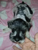 Green Girl, a female Miniature Schnauzer for sale in Gainesville, TX – Photo 5 of 7