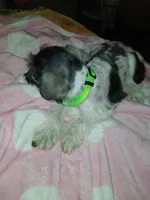 Green Girl, a female Miniature Schnauzer for sale in Gainesville, TX – Photo 3 of 7