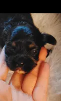 Black female , a female Cocker Spaniel and Shih Tzu for sale in Woburn, MA – 1 of 2