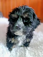 Onyx, a male Cocker Spaniel and Maltese for sale in Woburn, MA – Photo 2 of 2