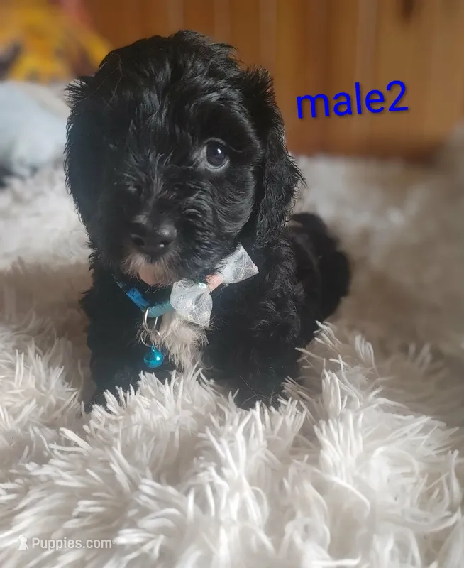Male 2 – Poodle - Miniature , Miniature Dachshund puppy for sale in Woburn, MA
