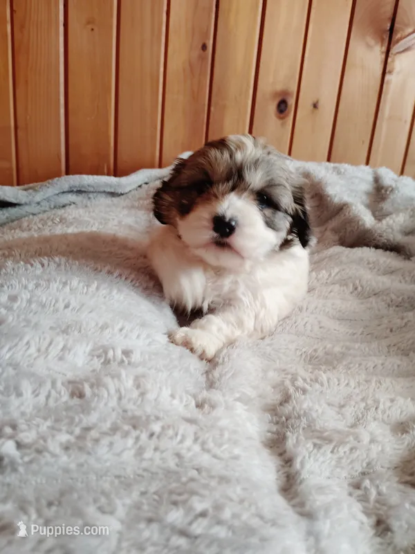 Tri male – Cocker Spaniel, Shih Tzu puppy for sale in Woburn, MA