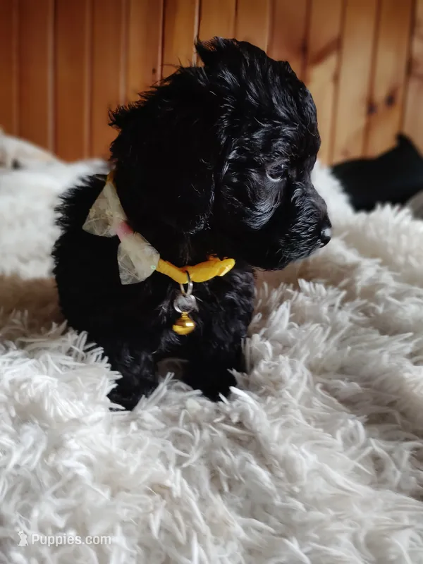 Male 1 – Poodle - Miniature , Miniature Dachshund puppy for sale in Woburn, MA