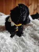 Phantom, a male Poodle - Miniature  and Miniature Dachshund for sale in Woburn, MA – 1 of 4