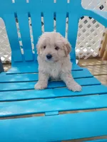 Carmella , a female Cocker Spaniel and Maltese for sale in Woburn, MA – 3 of 3