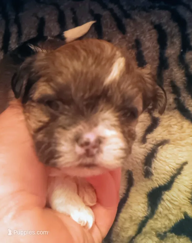 Female 1 – Maltese, Yorkshire Terrier puppy for sale in Woburn, MA