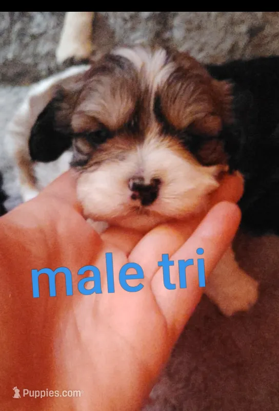 Tri male – Cocker Spaniel, Shih Tzu puppy for sale in Woburn, MA