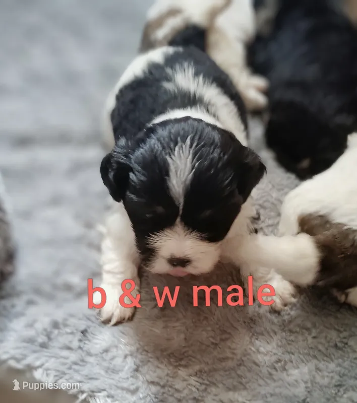 Black and white male – Cocker Spaniel, Shih Tzu puppy for sale in Woburn, MA